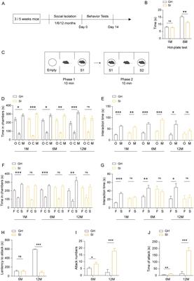 Analysis of the influences of social isolation on cognition and the therapeutic potential of deep brain stimulation in a mouse model